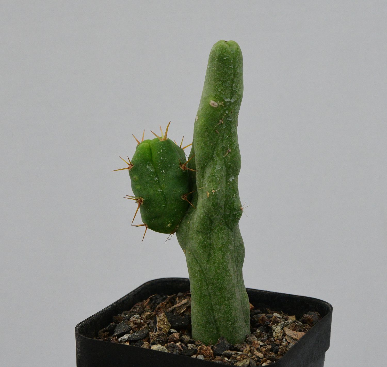 Trichocereus bridgesii monstrose