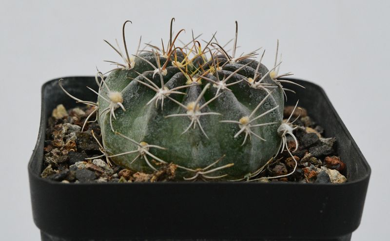 Echinopsis ancistriphora ssp. arachanantha