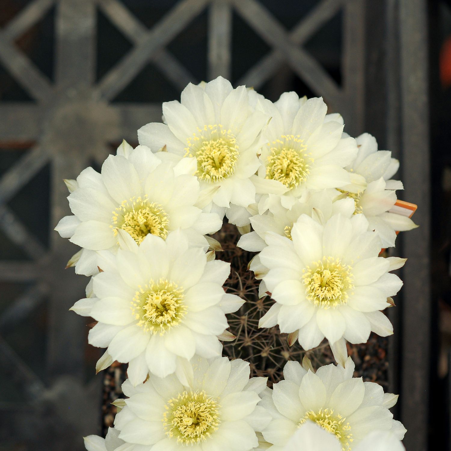 Echinopsis ancistriphora ssp. arachanantha Echinopsis ancistriphora ssp. arachanantha