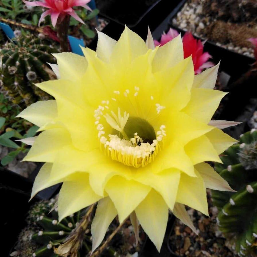 Echinopsis hybrid Takeda