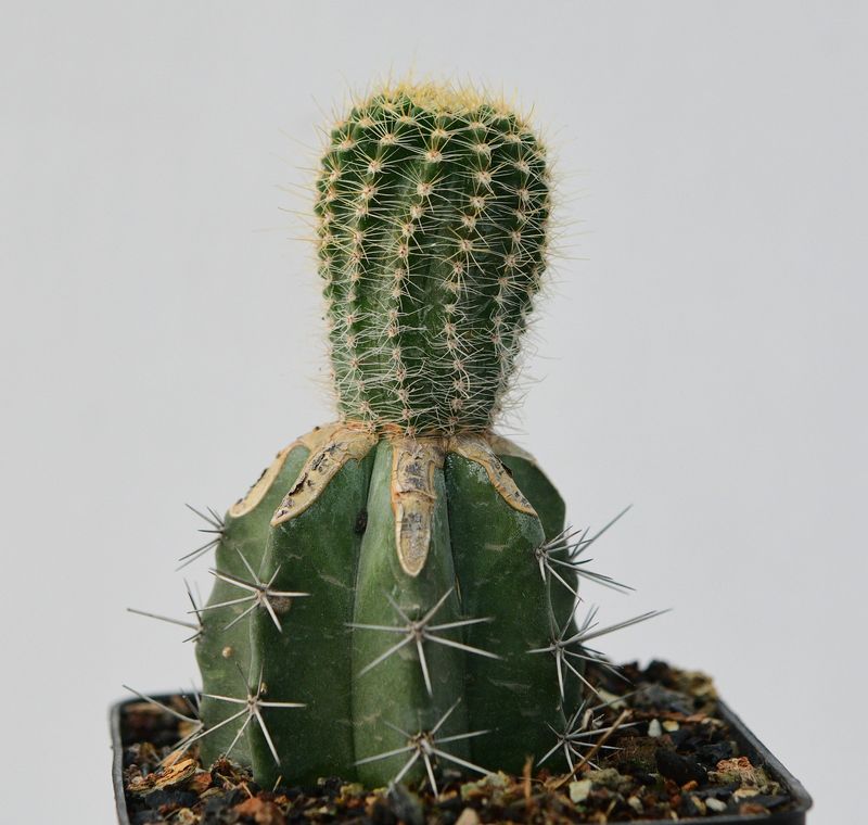 Echinopsis hybrid Aesir