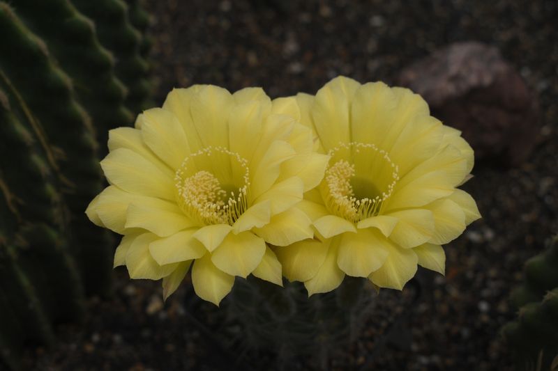Echinopsis hybrid Aesir Echinopsis hybrid Aesir