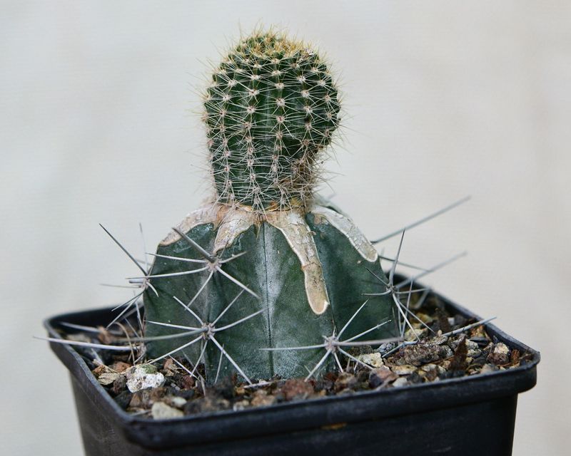 Echinopsis hybrid Aesir