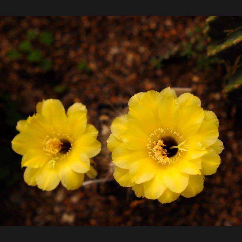 Echinopsis hybrid Baldir Echinopsis hybrid Baldir