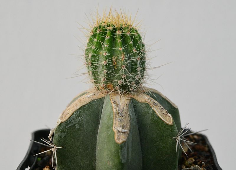 Echinopsis hybrid Baldir