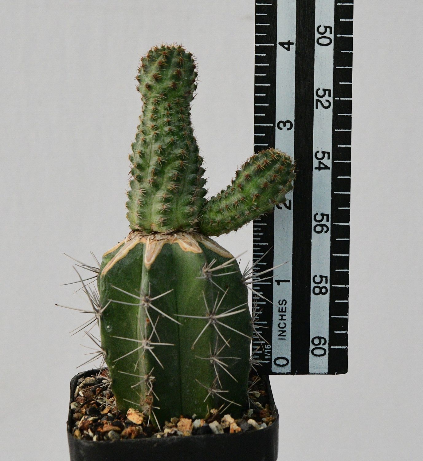 Lobivia Pygmea Iscayachenensis R335B Iscayachi