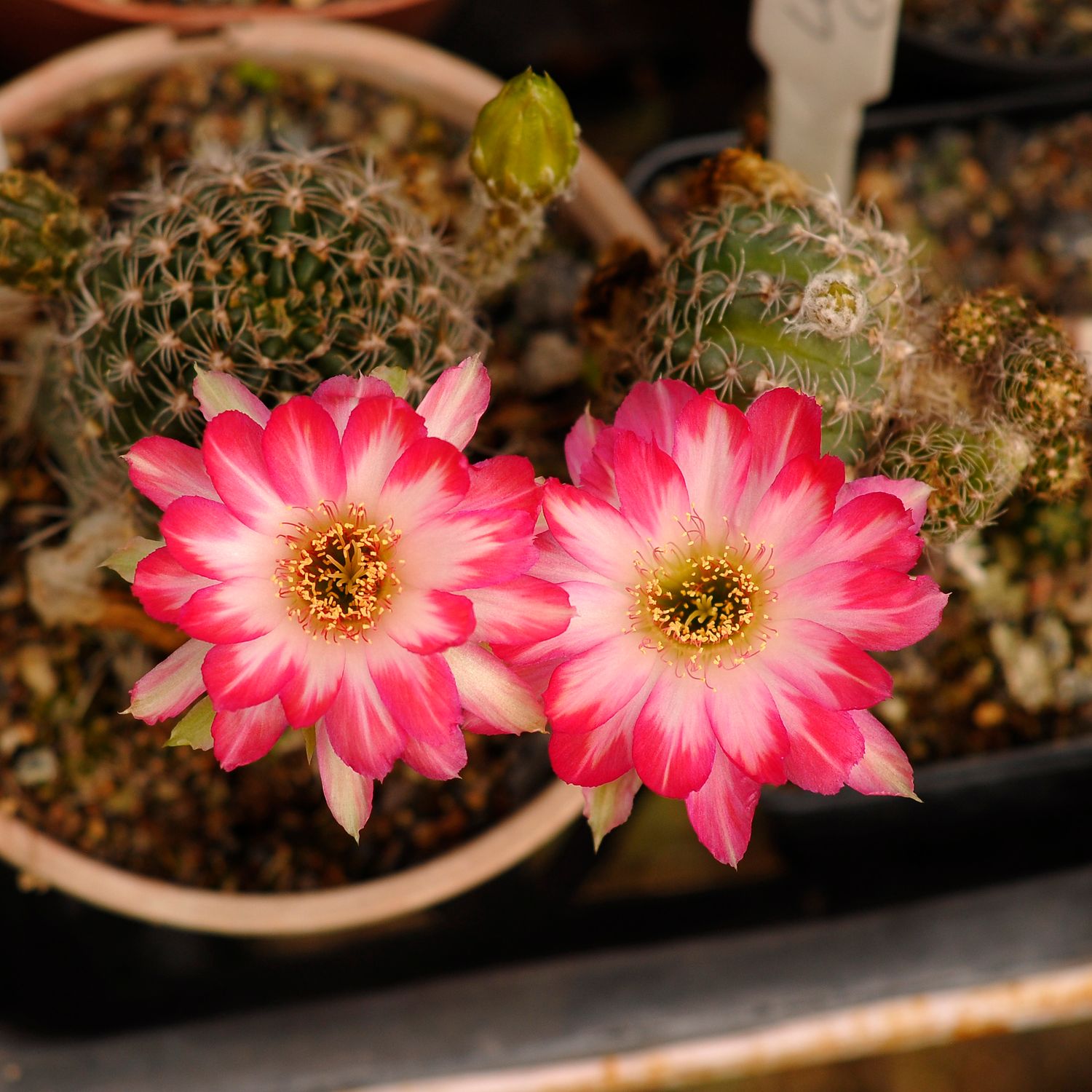Lobivia hybrid Franja de Oro