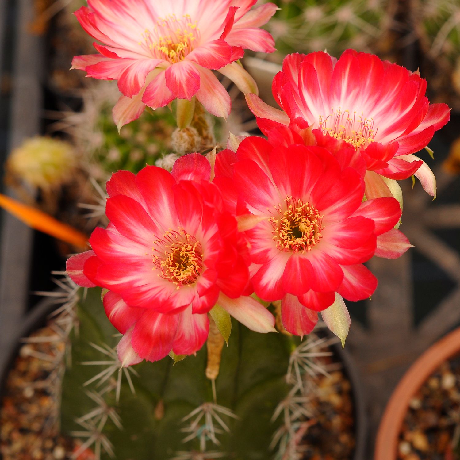 Echinopsis hybrid Gratitude Echinopsis hybrid Gratitude