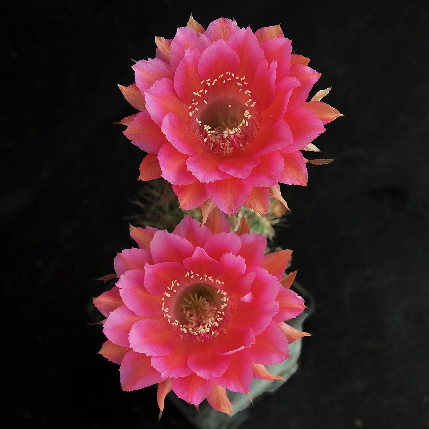 Echinopsis hybrid Vidal