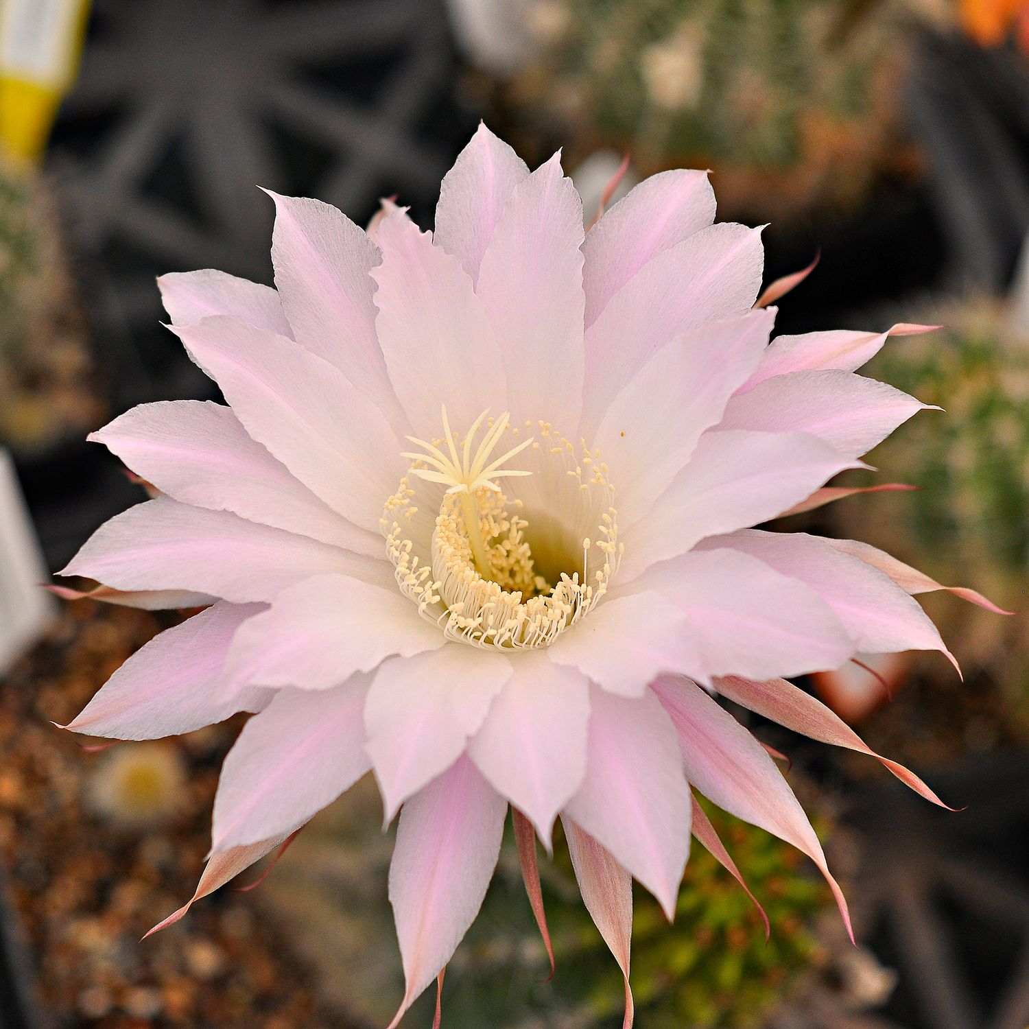 Echinopsis hybrid Loki Echinopsis hybrid Loki