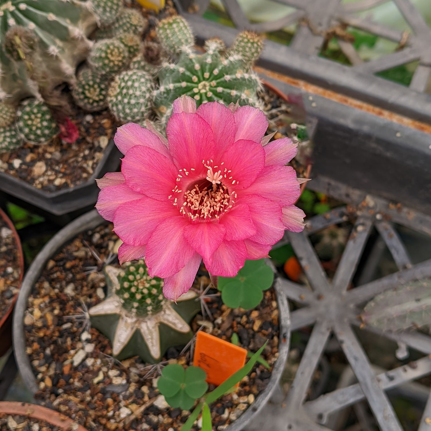 Echinopsis hybrid Heimdall