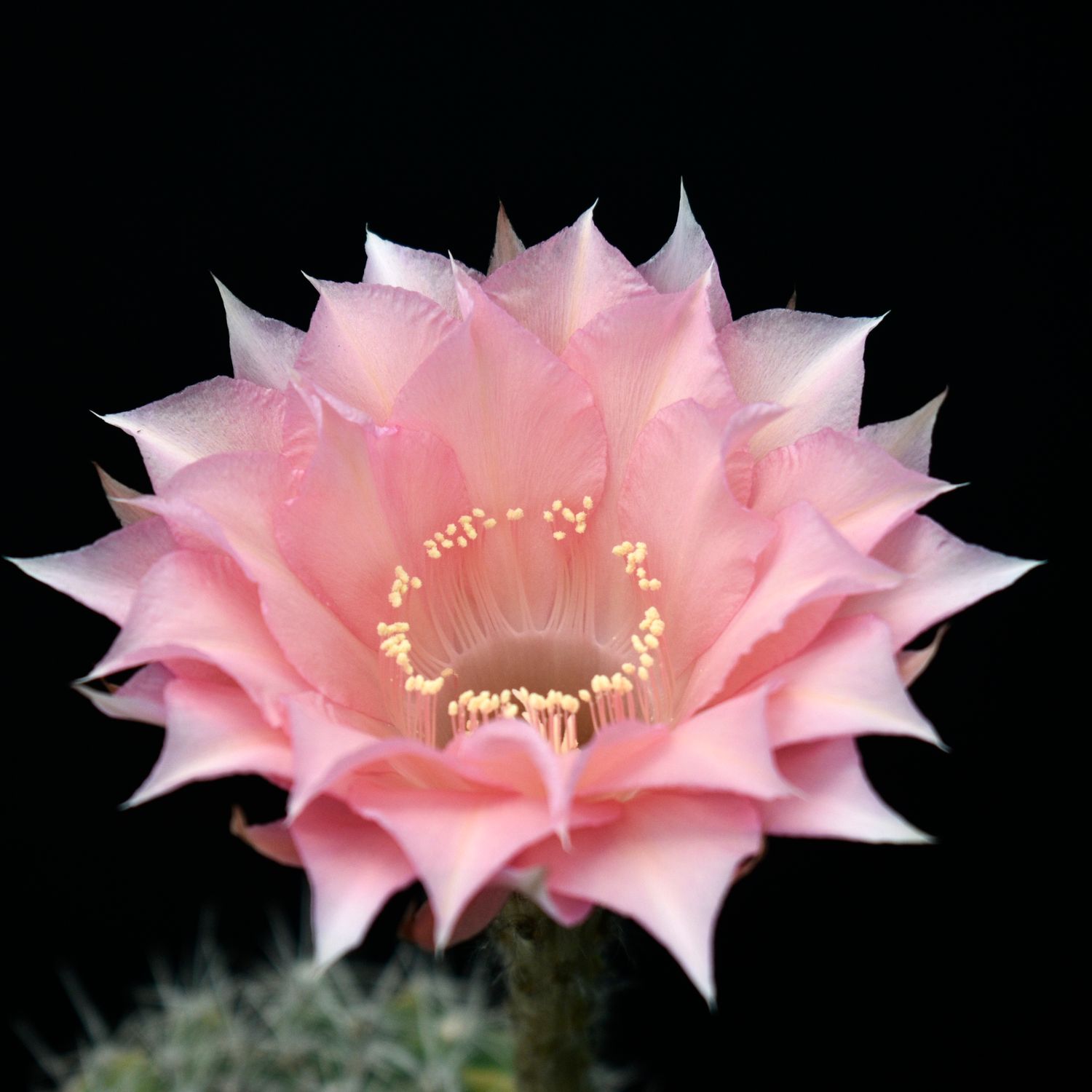 Echinopsis hybrid Freyja