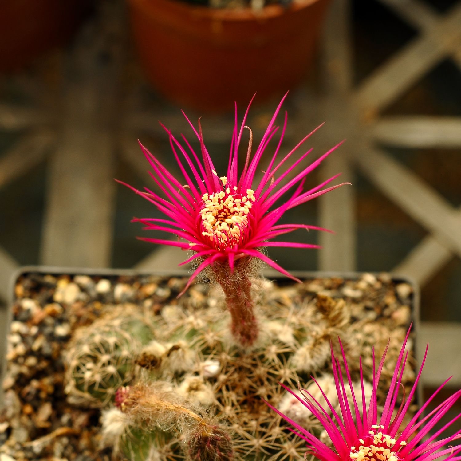 Lobivia Hybrid 'Magenta Firecracker' in bloom, close-up