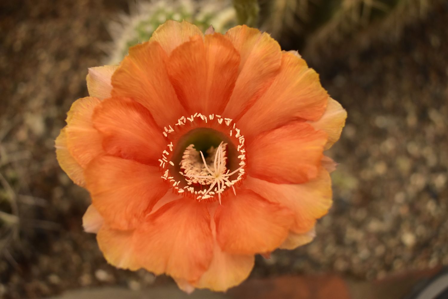 Echinopsis hybrid Horrik in bloom with orange flower