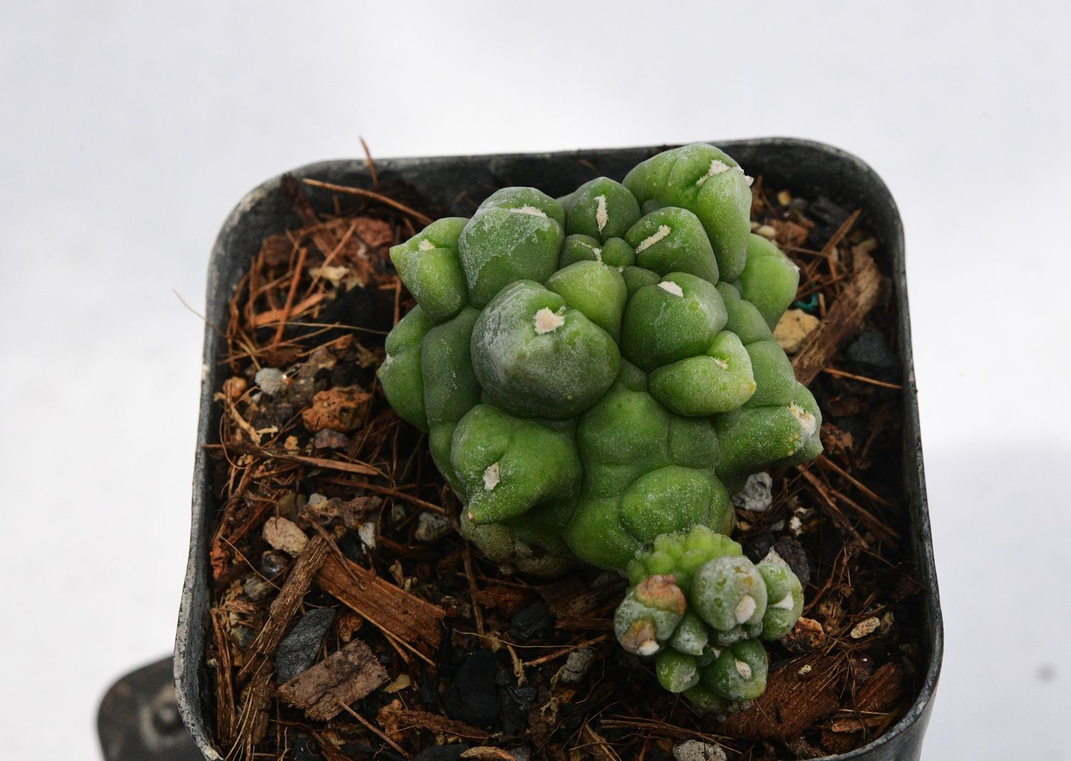 Gymnocalycium  anisitsii  forma mostruosa  Syn Gymnocalycium Kikko