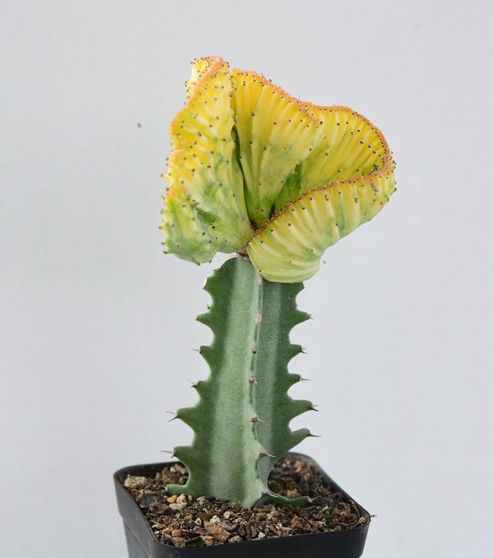 Euphorbia lactea crest with mint n yellow variegation Euphorbia lactea crest with mint n yellow variegation