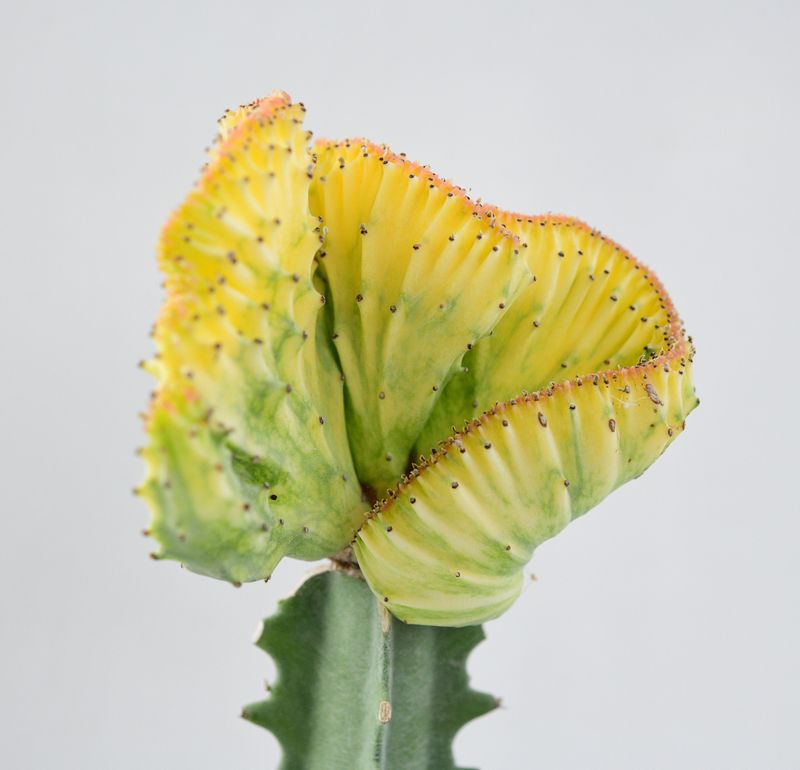 Euphorbia lactea crest with mint n yellow variegation