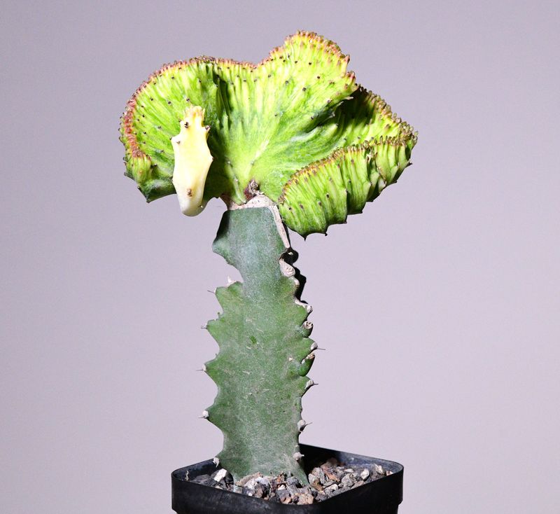 Euphorbia lactea crest with mint n  yellow variegation