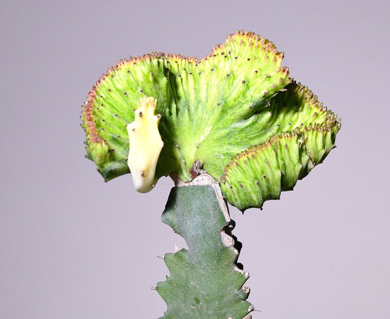 Euphorbia lactea crest with mint n  yellow variegation