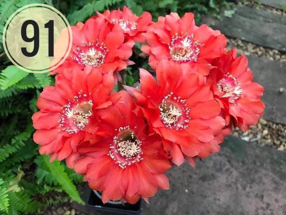 Lobivia hybrid Egyptian Red in bloom, nursery tray