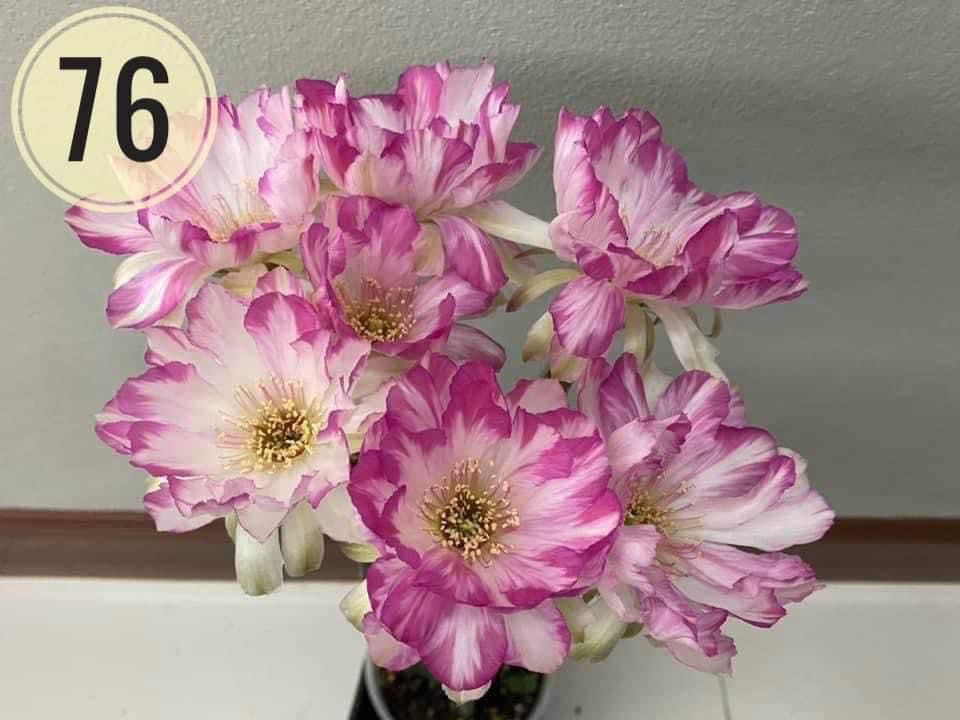 Lobivia hybrid Zephyrus in bloom with pink and white flowers