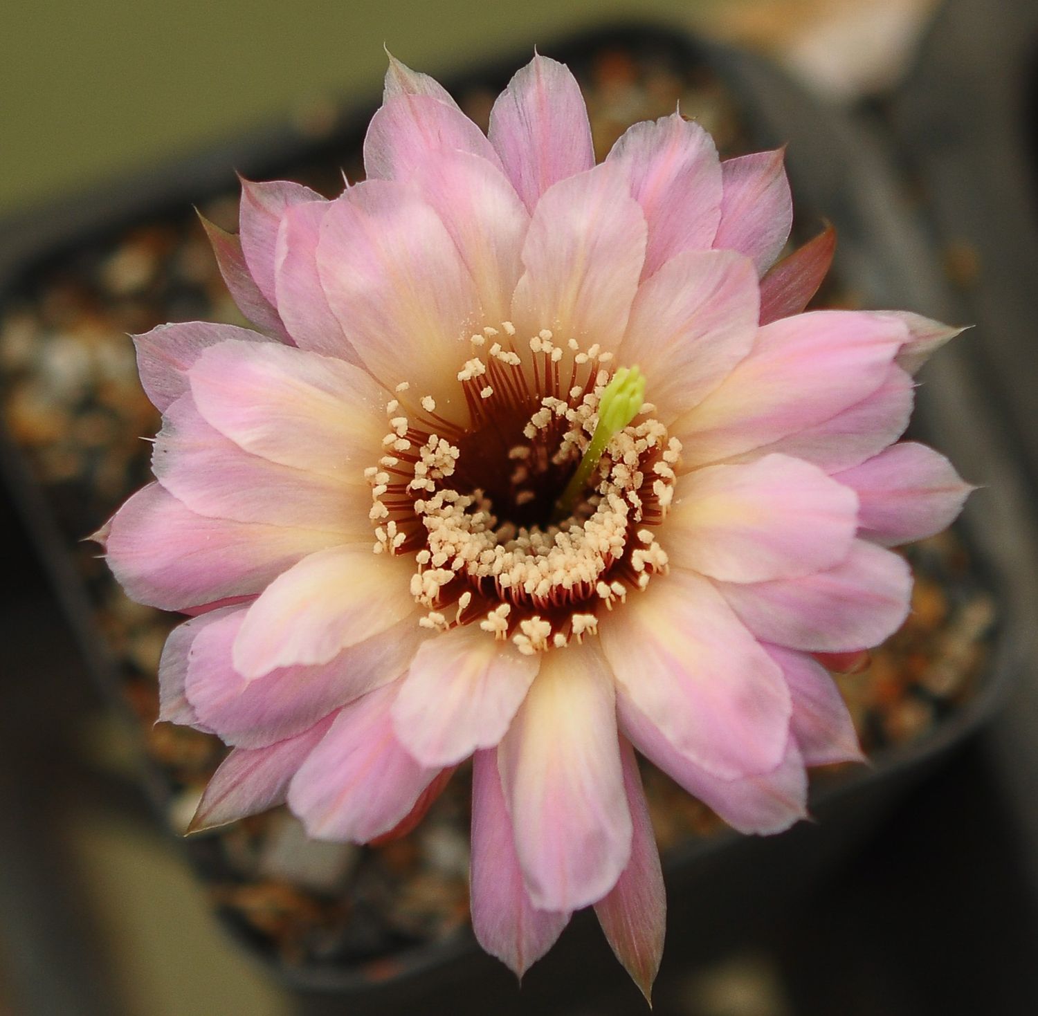 Lobivia hybrid Gratitude in bloom with pink flowers