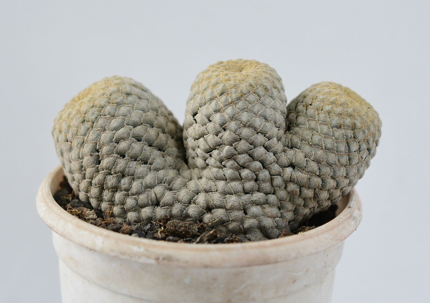 Euphorbia piscidermis crest