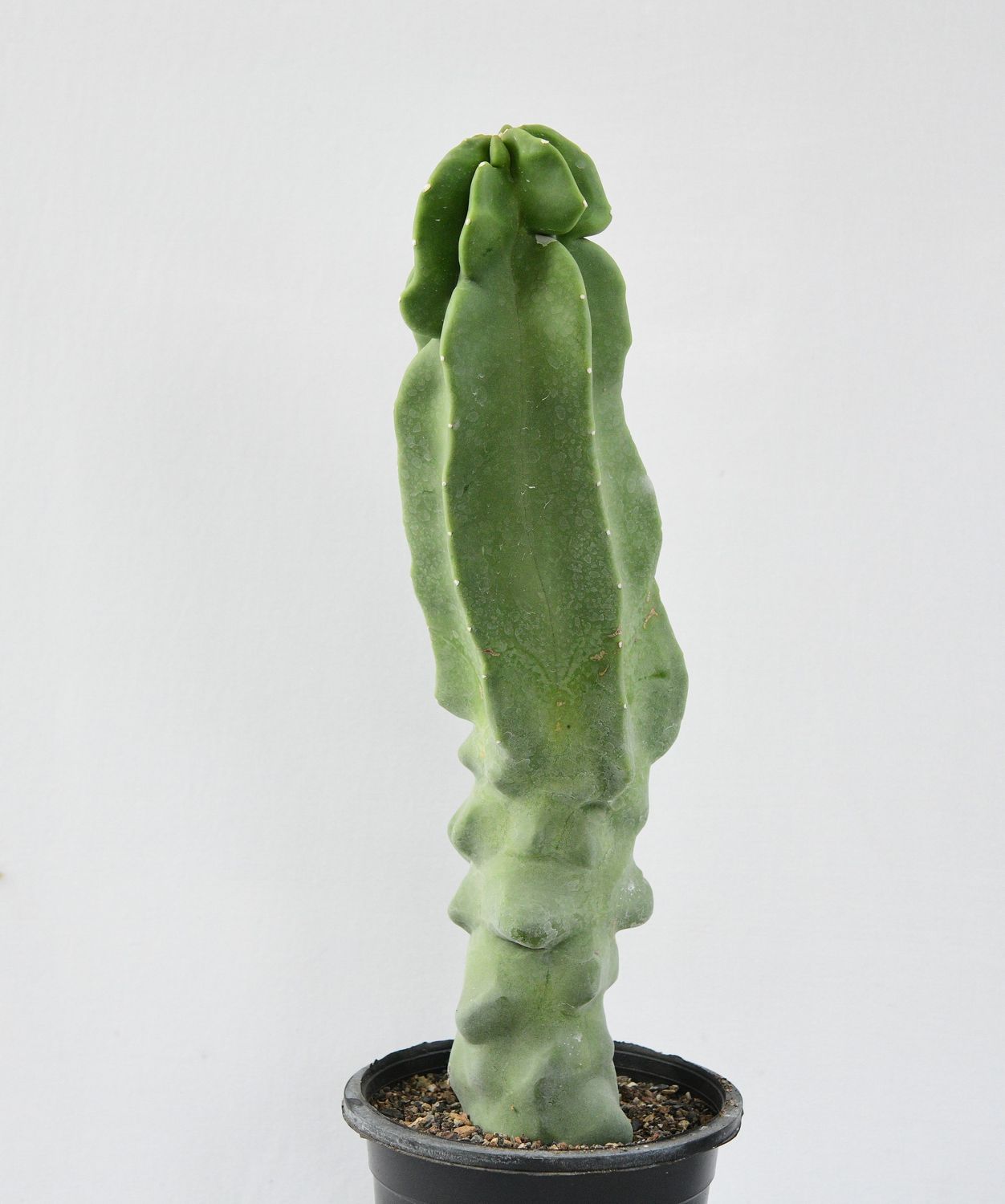 Lophocereus schottii mostruosa Lophocereus schottii mostruosa