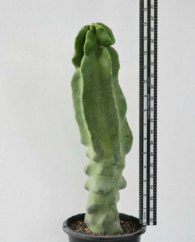 Lophocereus schottii mostruosa 