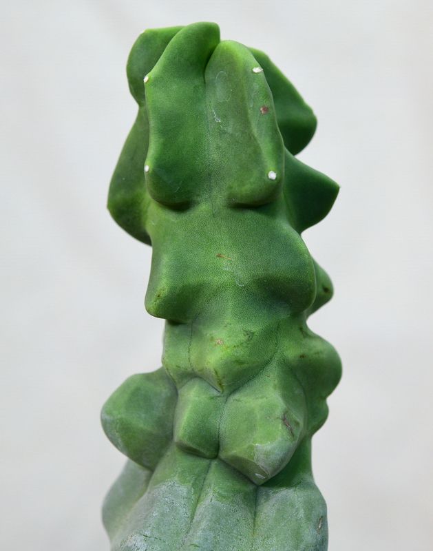Lophocereus schottii mostruosa