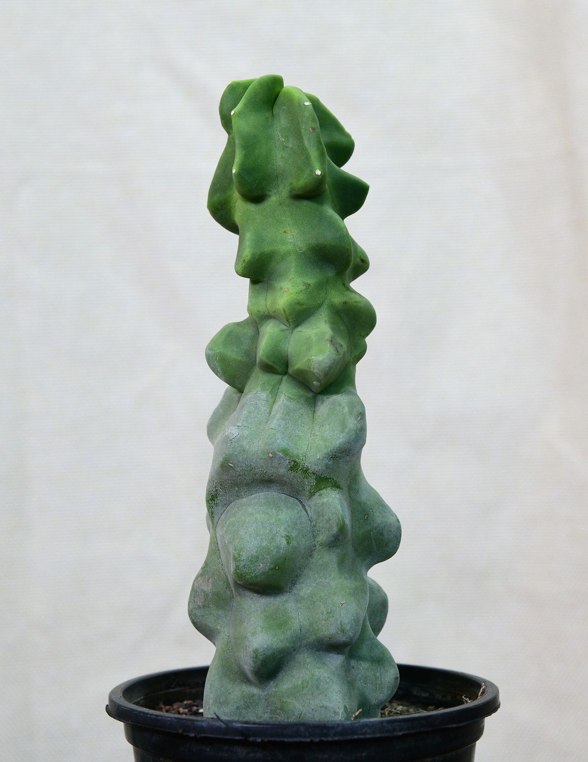 Lophocereus schottii mostruosa Lophocereus schottii mostruosa