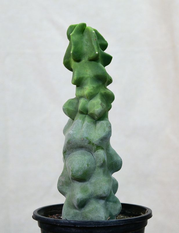 Lophocereus schottii mostruosa Lophocereus schottii mostruosa