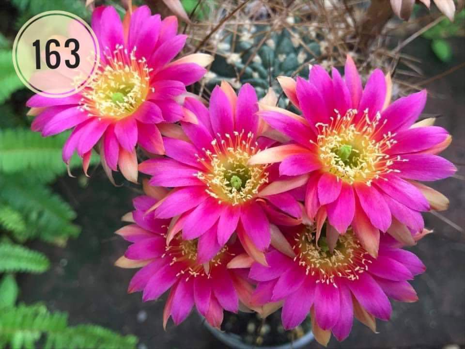 Lobivia hybrid Golden Sunset in bloom with bright magenta flowers