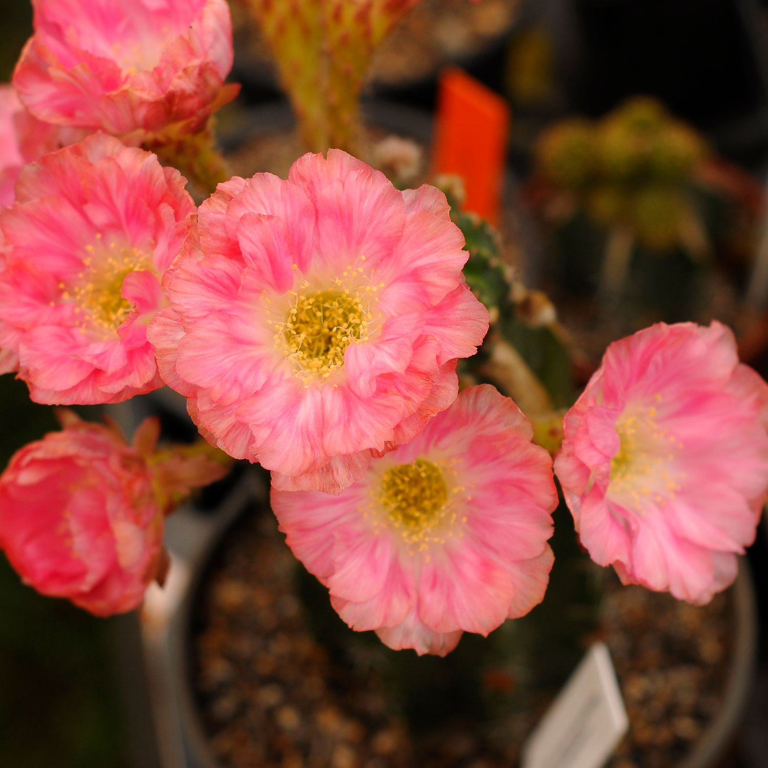 Lobivia hybrid Aphrodite in bloom with pink flowers