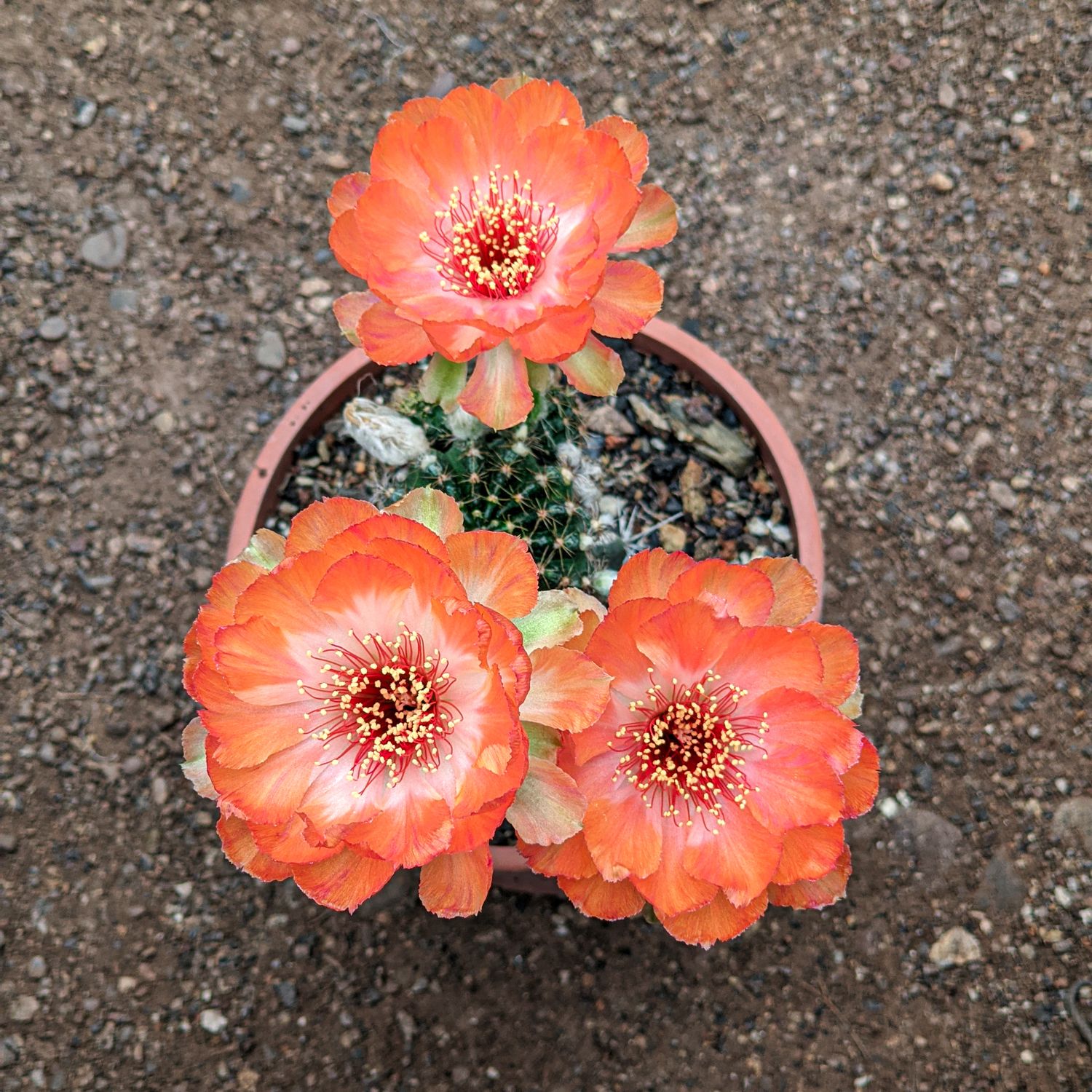 Lobivia hybrid Prometheus in bloom with multiple red flowers top-down view