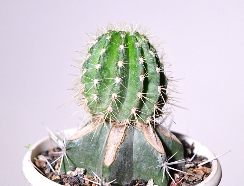 Echinopsis Hybrid KA47