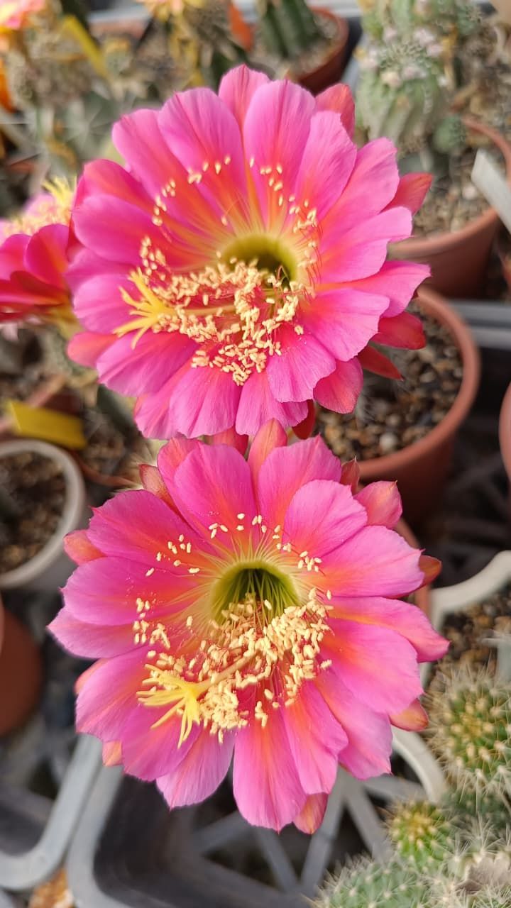 Echinopsis Hybrid KA47