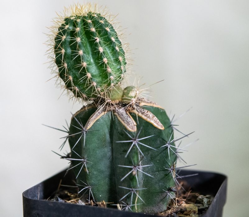 Echinopsis Hybrid KA47 with pinkish flower buds and clustering stems