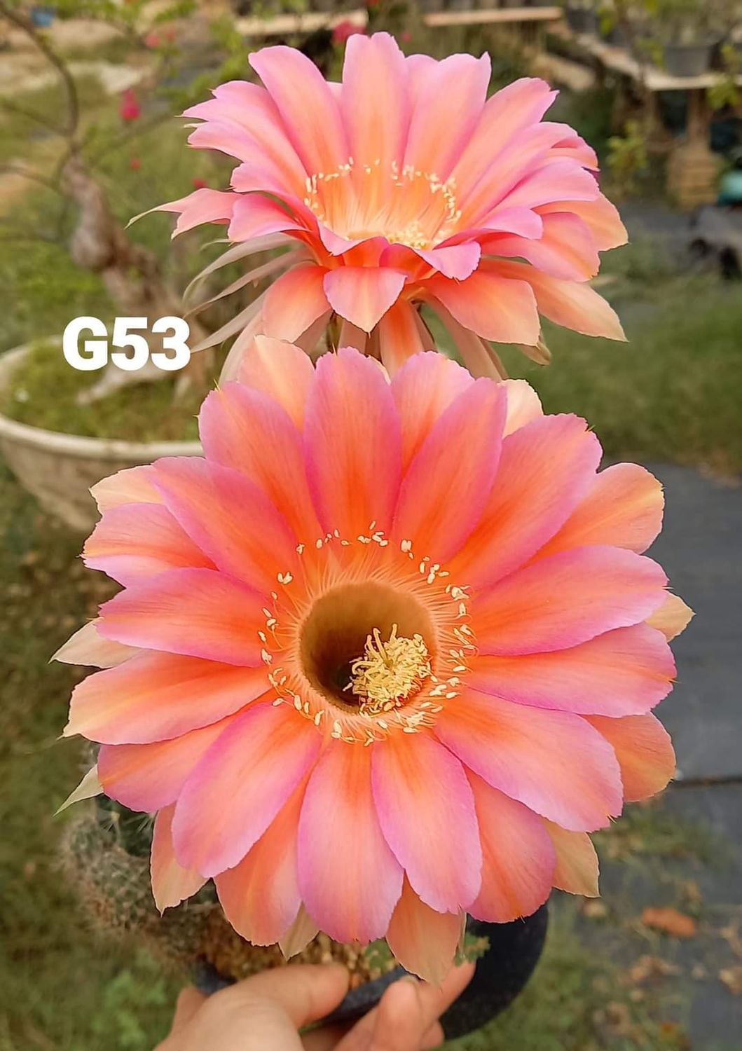 Echinopsis hybrid G53 double bloom with two flowers