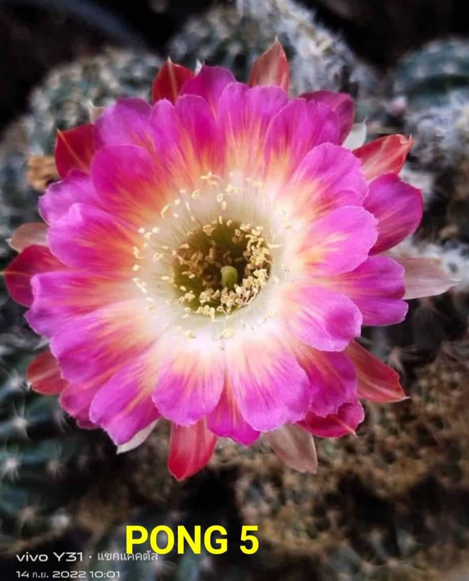 Loivia hybrid Pong 5 in bloom with magenta flowers