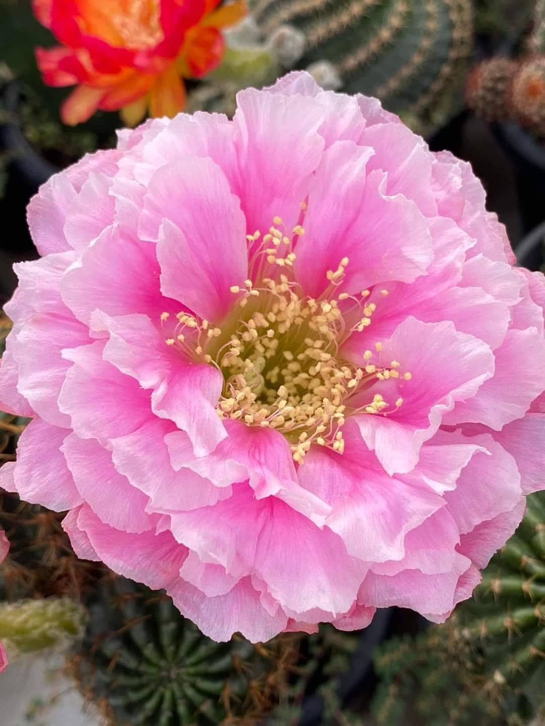 Lobivia Hyrbid L33 (Super Blanik) in bloom with pink flowers