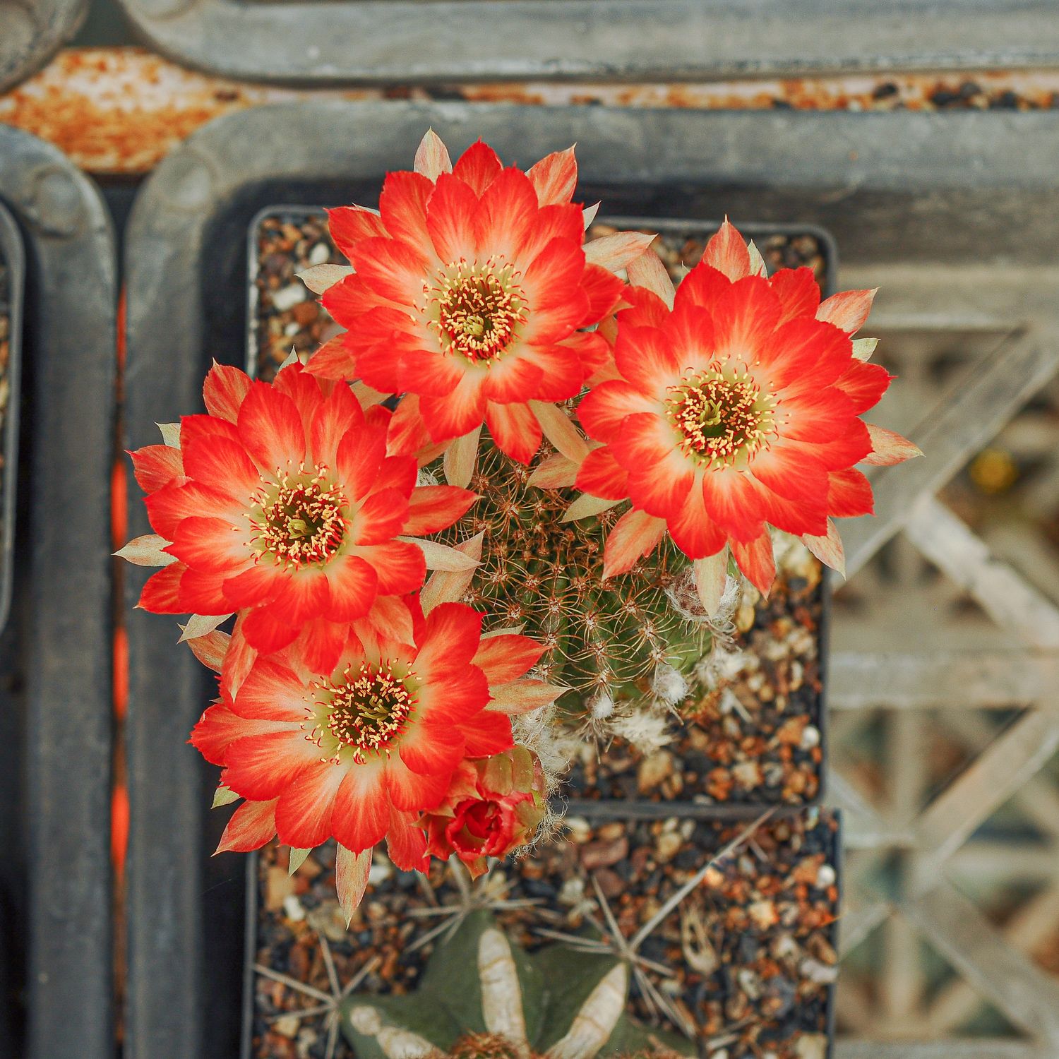 Lobivia hybrid Strawberry Delight in bloom with multiple red flowers in nursery tray