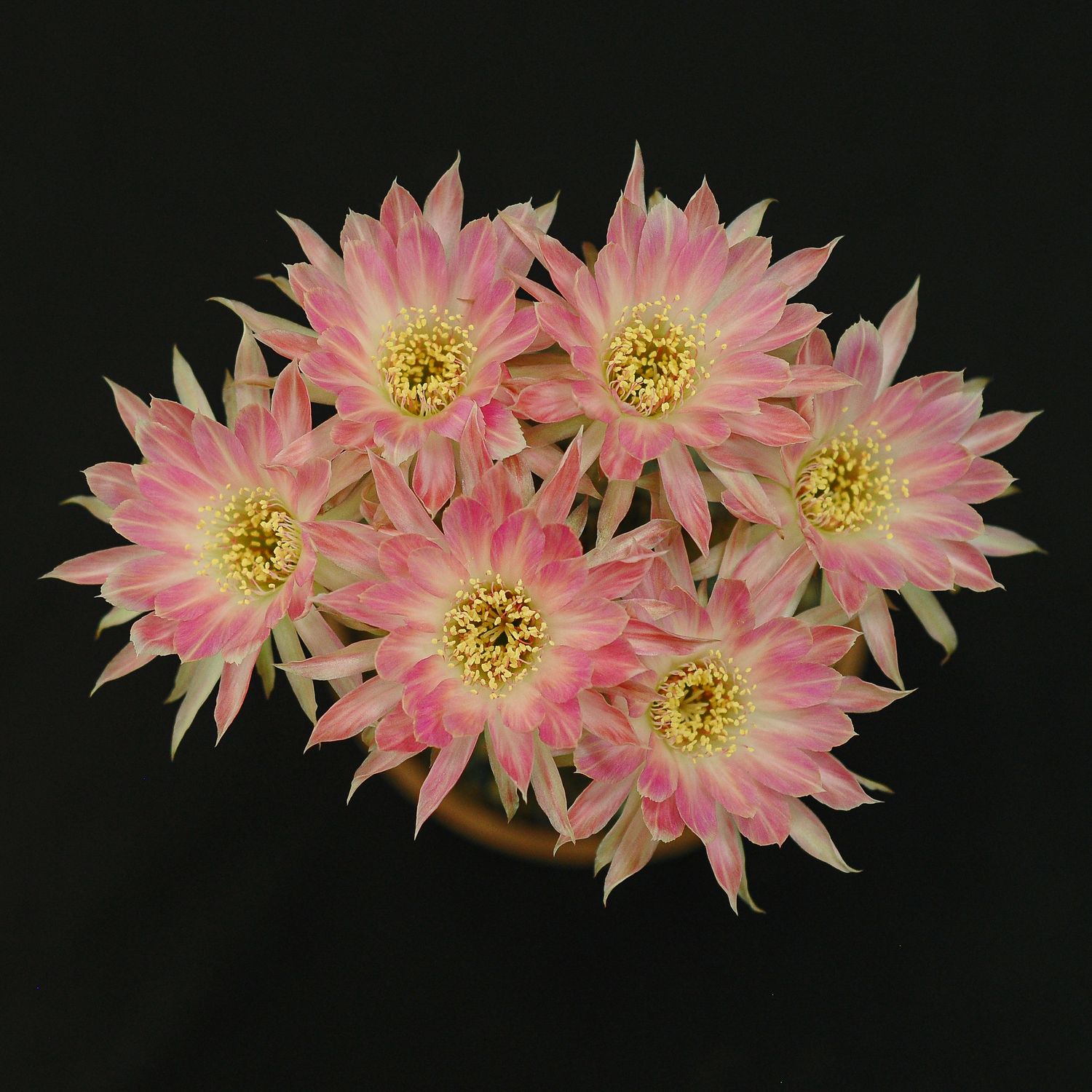 Lobivia hybrid Over the Edge cluster with multiple pink blooms