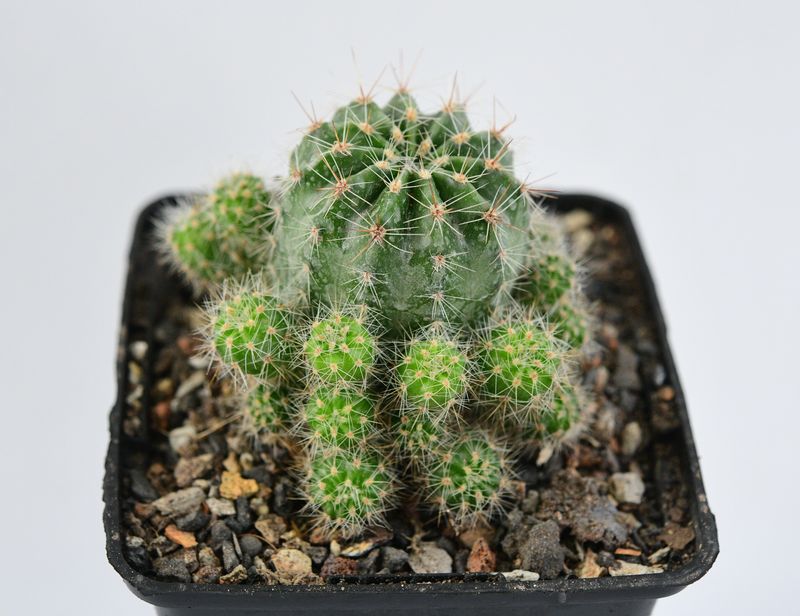 Echinopis hybrid Ziba front view
