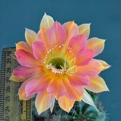 Echinopis hybrid Ziba in bloom with pink and yellow flower