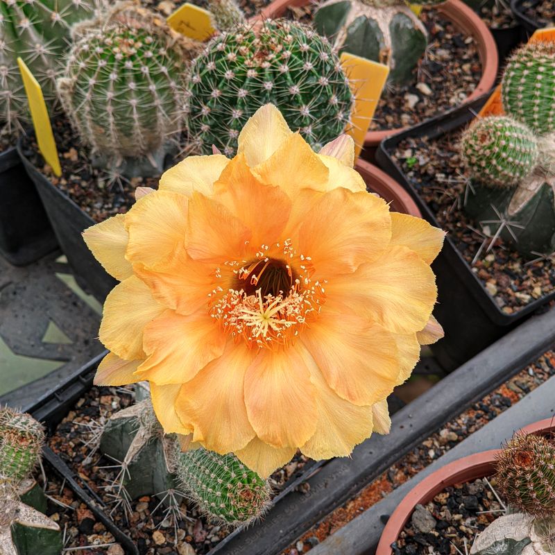 Echinopsis Hybrid Amethyst Echinopsis Hybrid Amethyst