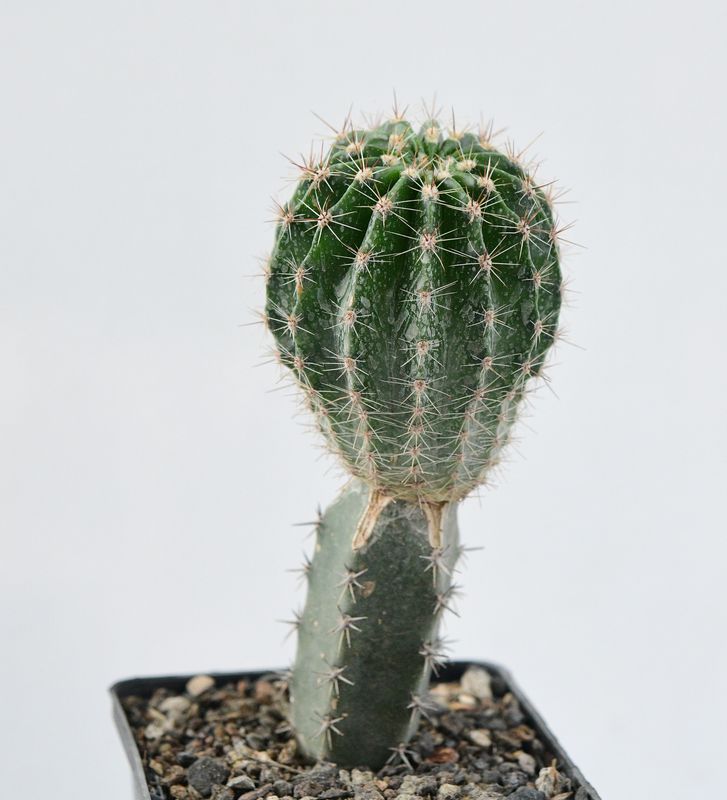 Echinopsis Hybrid Amethyst
