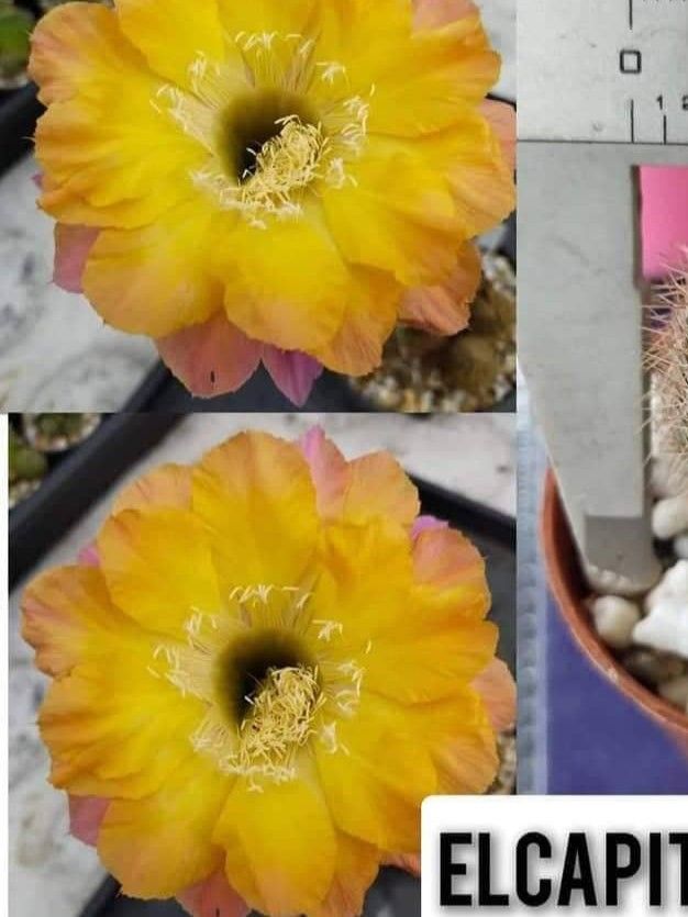Lobivia Hybrid El Capitel in bloom with yellow and orange flowers