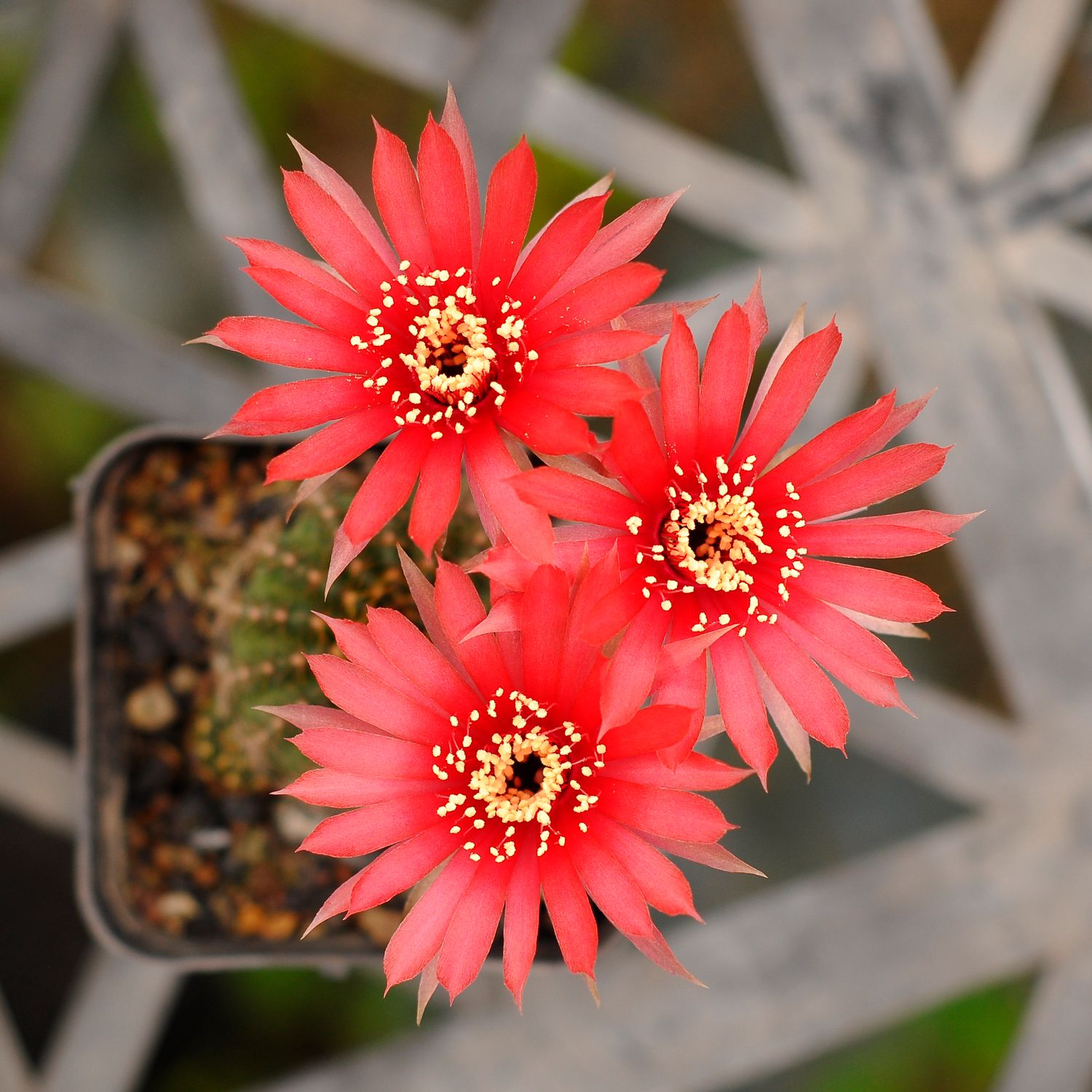 Lobiviopsis Red Star in bloom with multiple red flowers