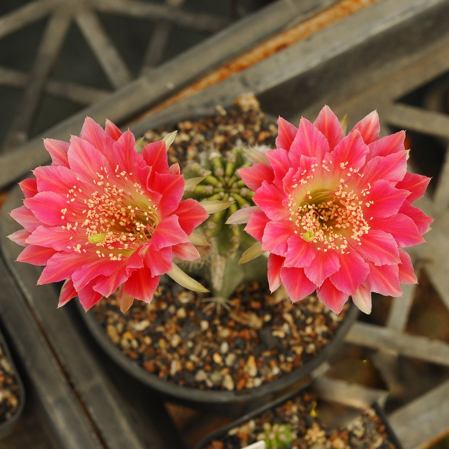 Lobivia hybrid Breda in bloom, nursery tray